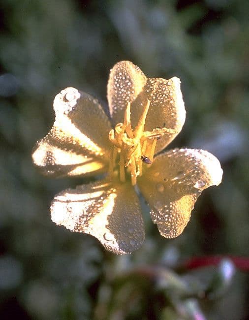 Enagra gialla 2