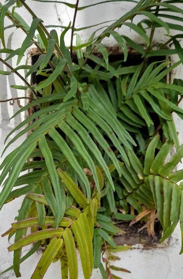 Pteris vittata 10