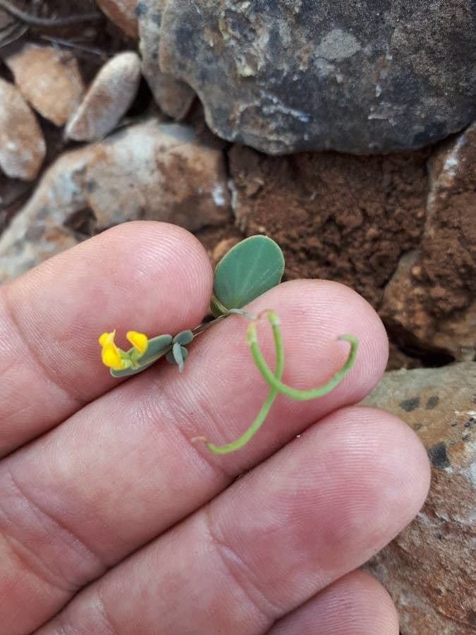 Alacranera 3