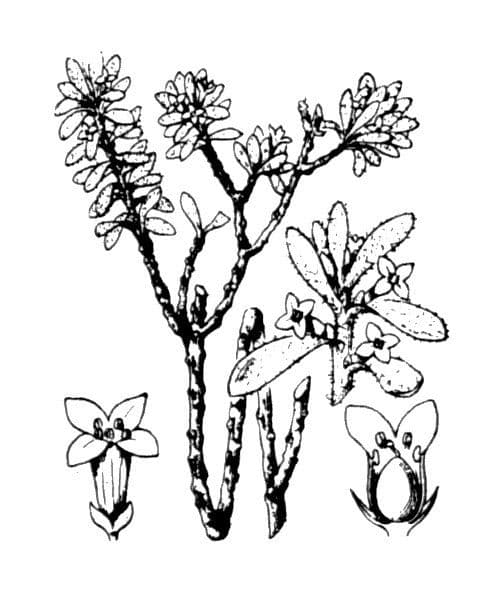 Daphne tinctoria 23