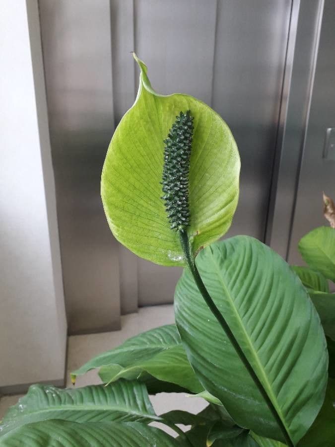 Spatifillo 6