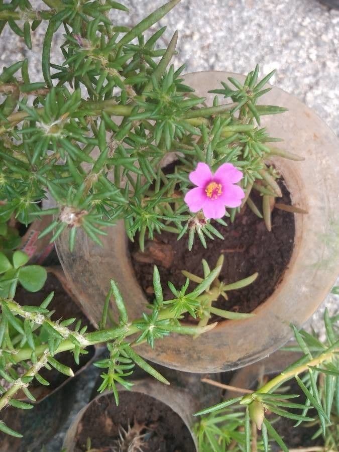 Portulaca 5