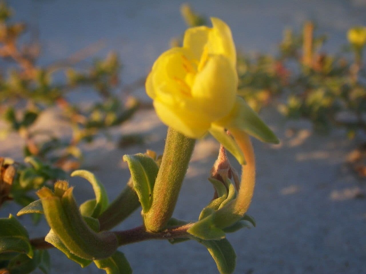 Enagra 2
