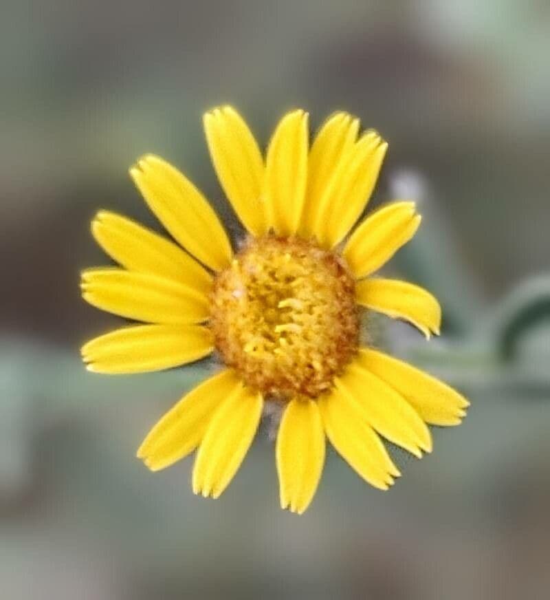 Pulicaria 5