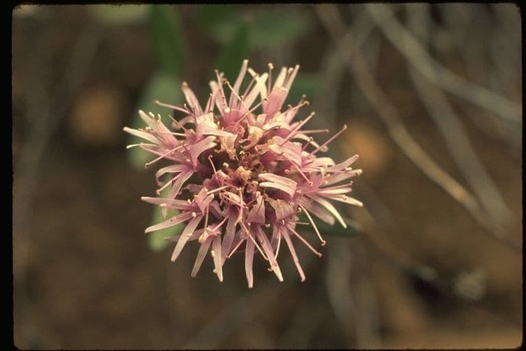 Monardella purpurea 4
