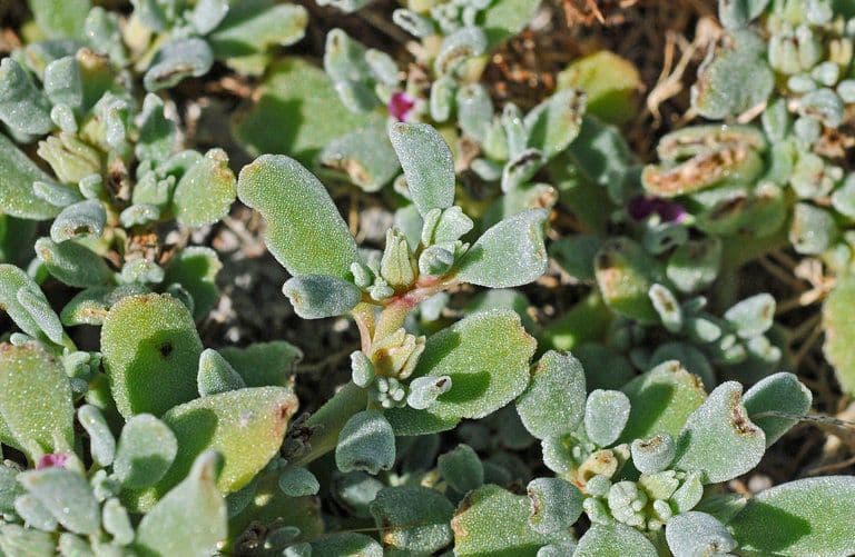 Portulaca occidentale 6