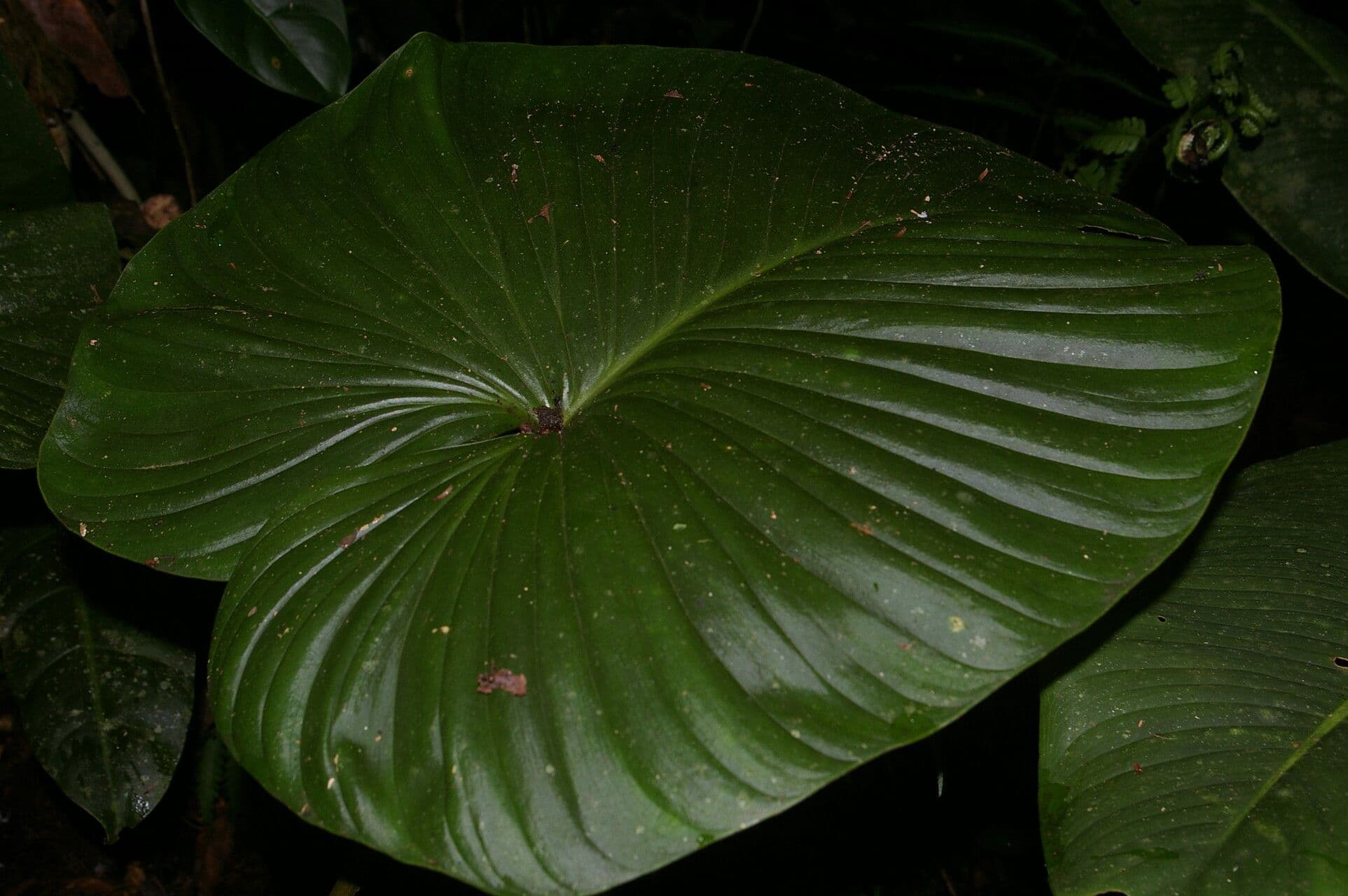 Filodendro grandipes