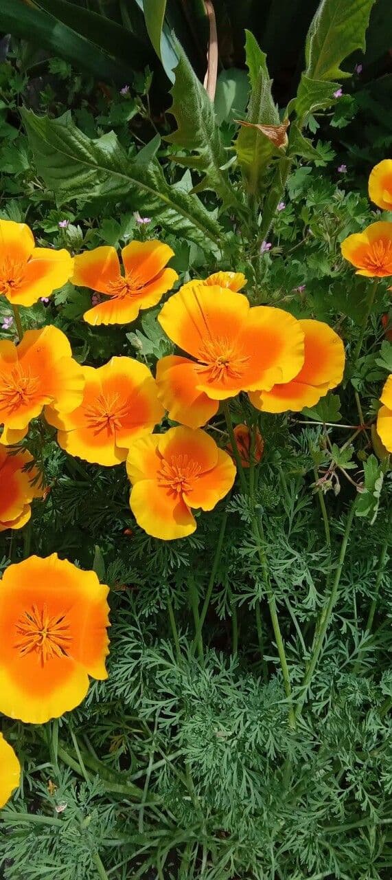 Kalifornischer Mohn 11