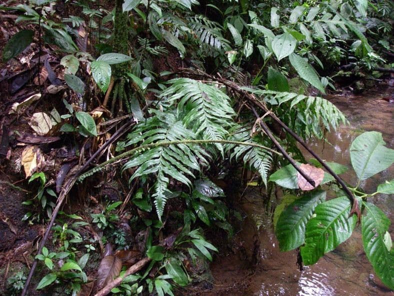 Stigmatopteris 3