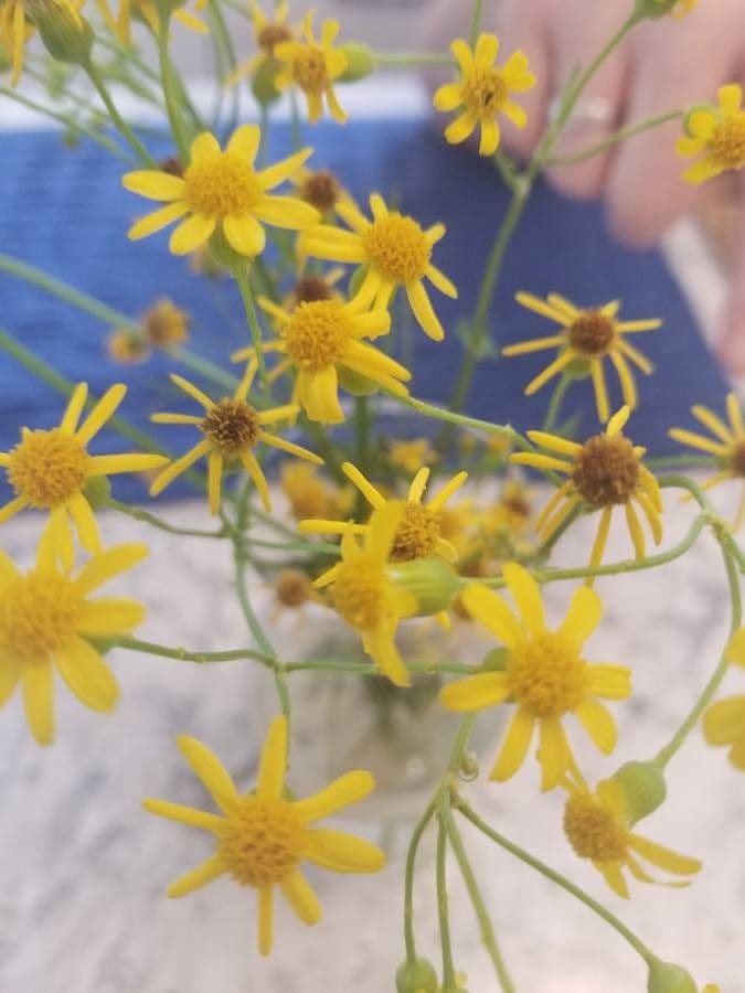 Senecio