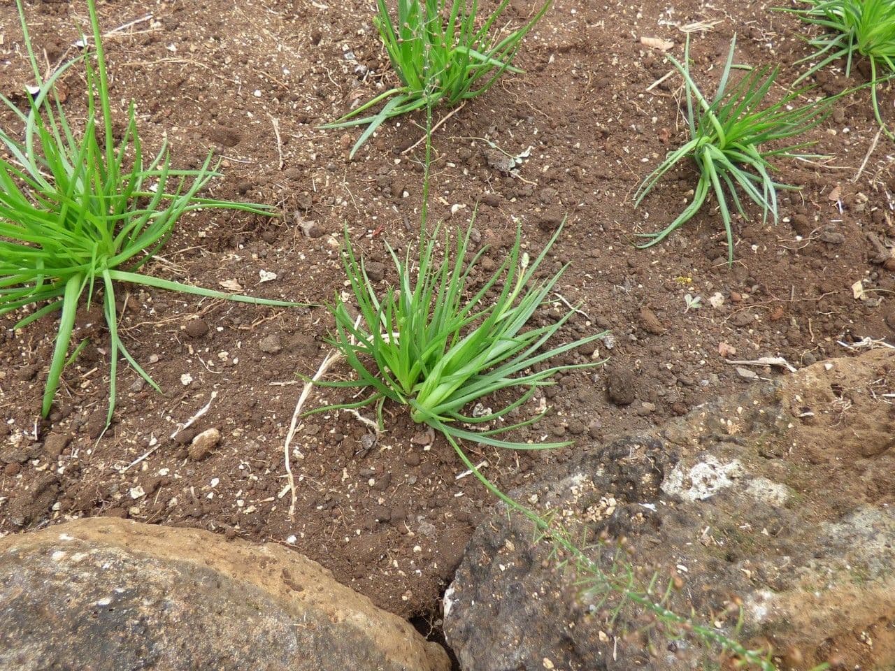 Bulbine arbustiva 12