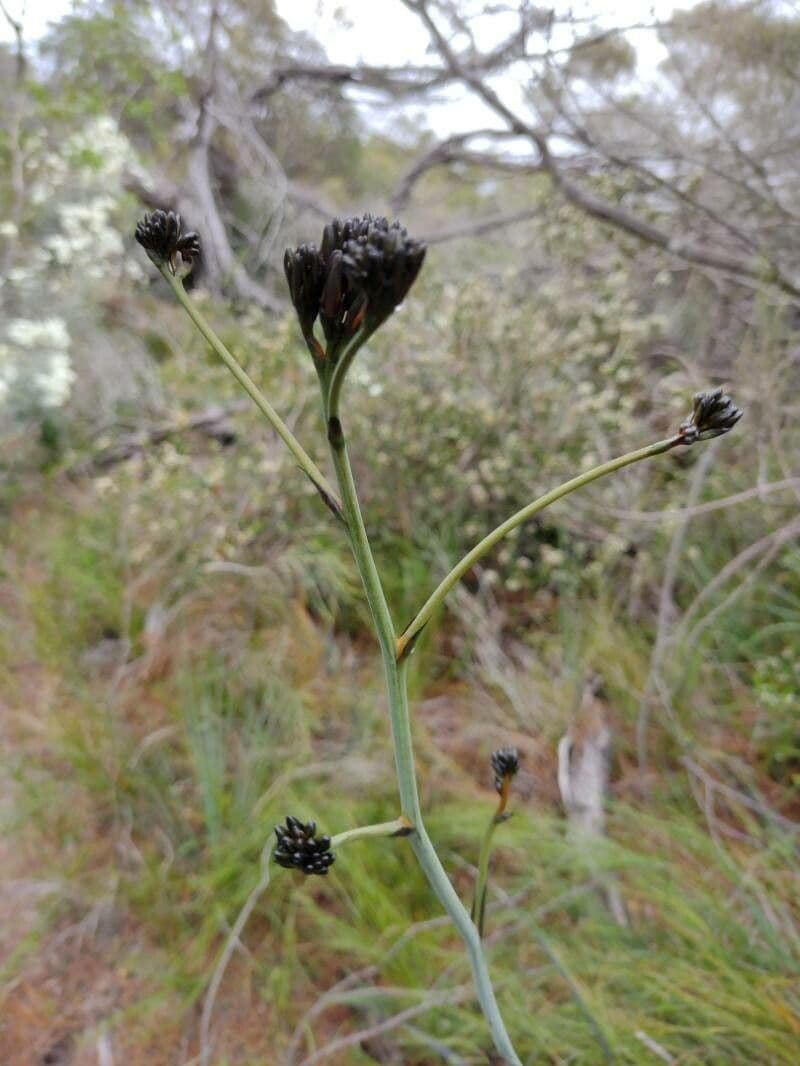 Haemodorum