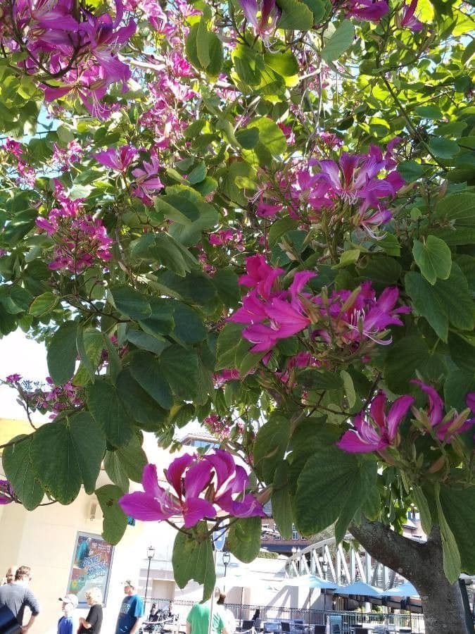 Bauhinia variegata 15