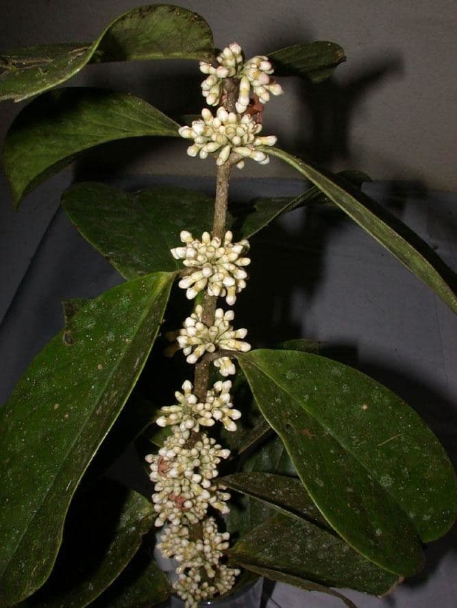 Schlegelia parviflora 17
