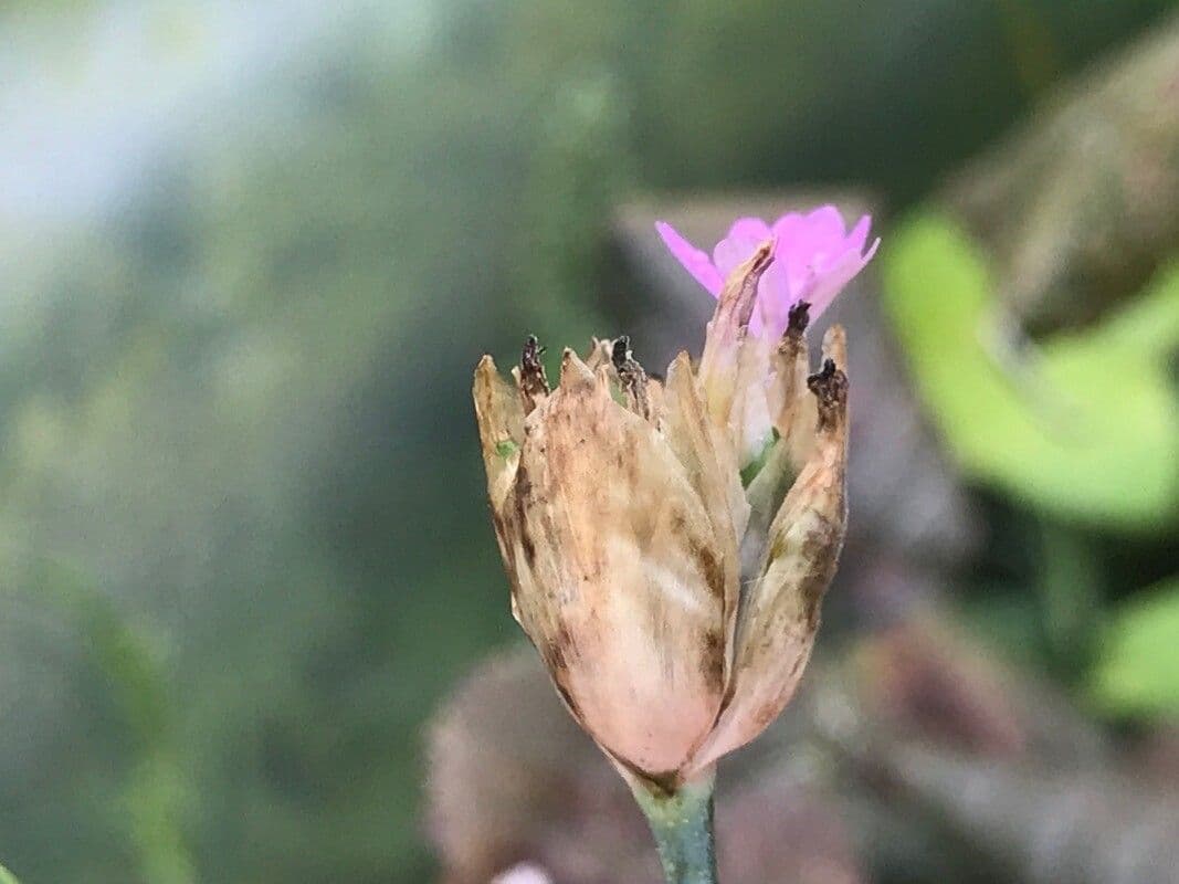 Garofano di Nanteuil