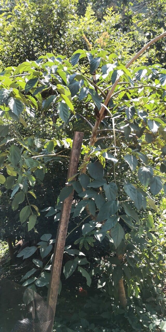 Celtis sinensis 9