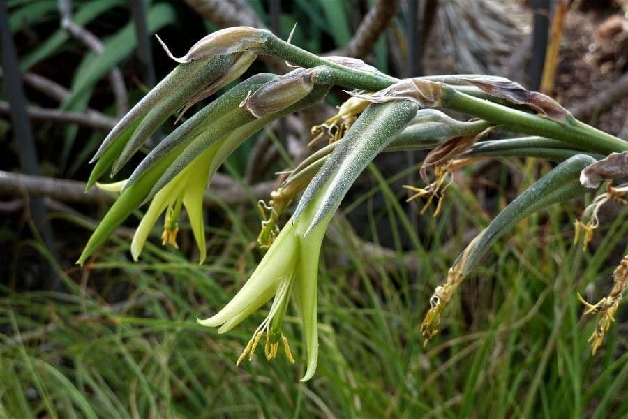 Puya 2