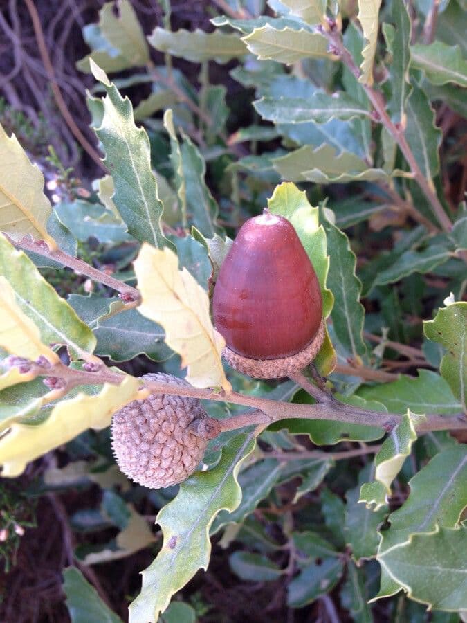 Quercia lusitanica 5