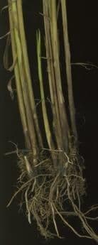 Carex vulpinoidea 24