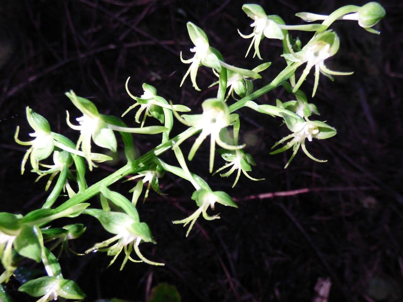 Habenaria 3