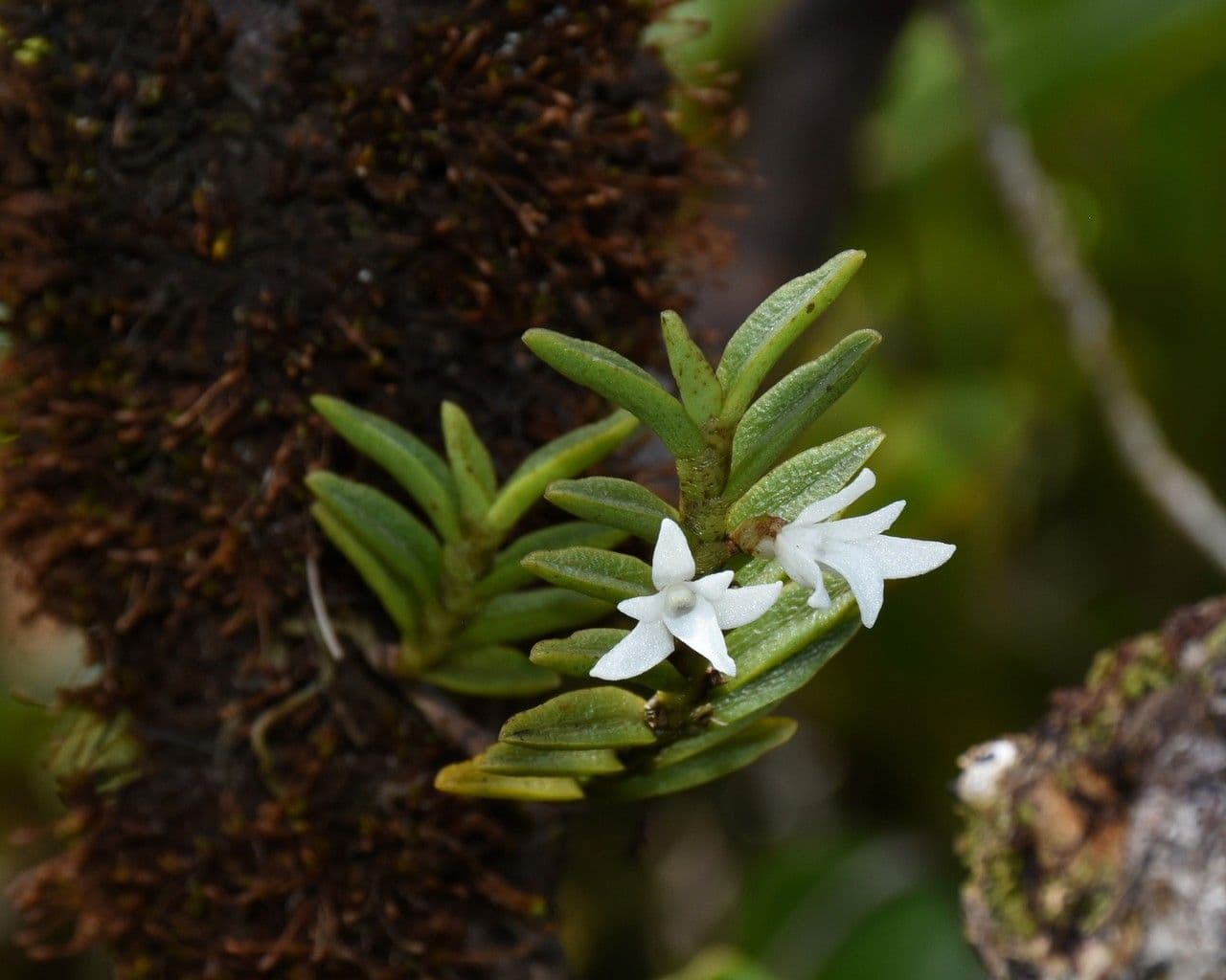 Angraecum 7