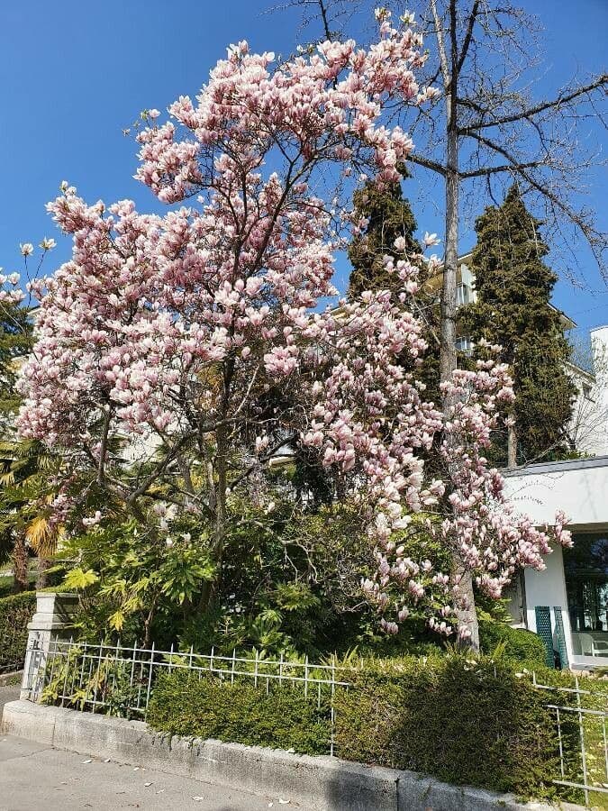 Soulanges-Magnolie 20