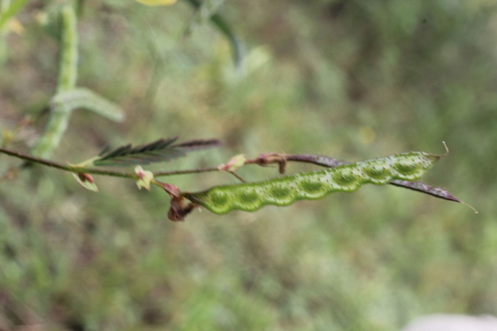 Aeschynomene ruvida 3