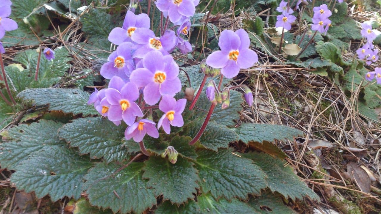 Ramonda Mycona 14