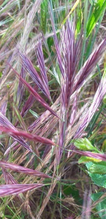 Calamagrostis 17