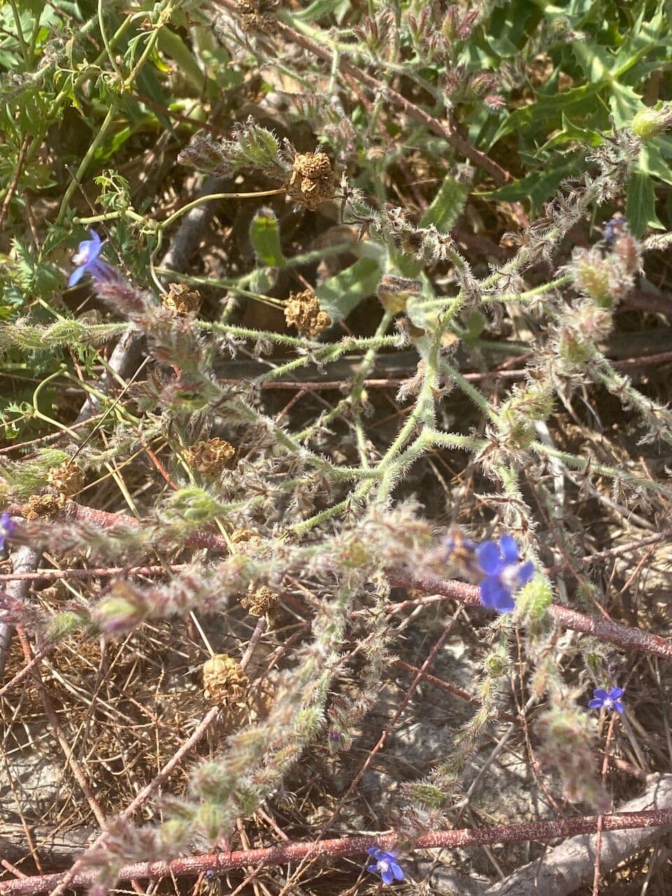 Cárysoida 6