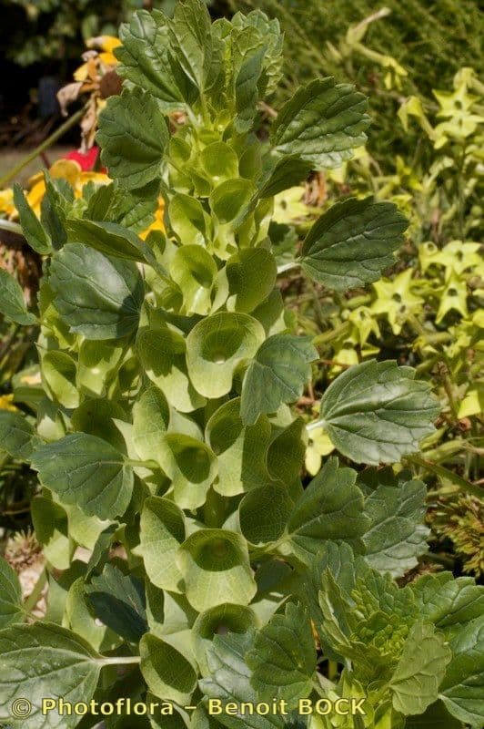 Glockenblume 21