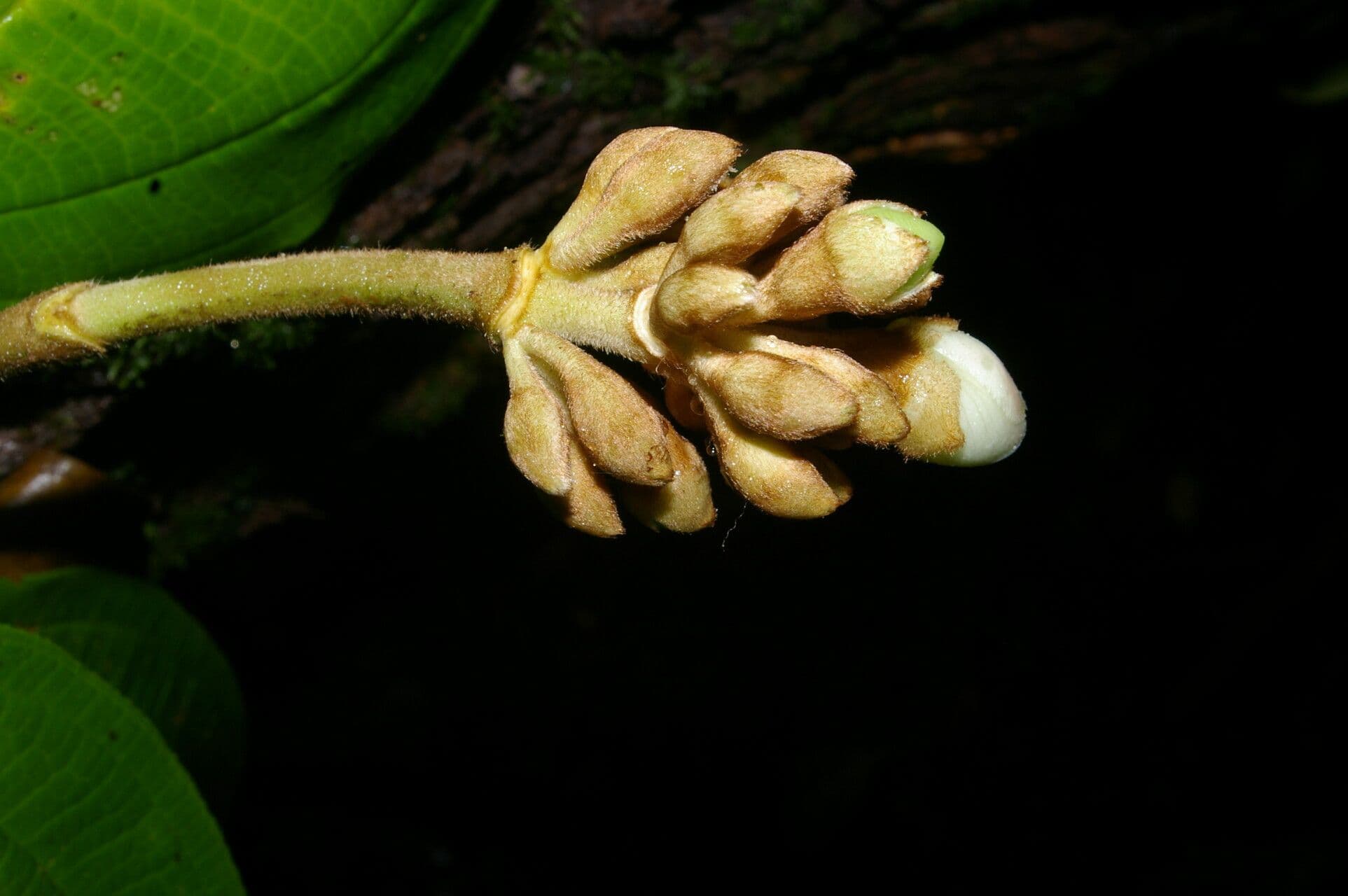 Meriania 4