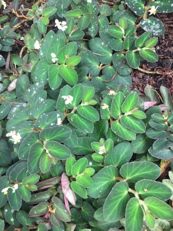 Begonia 2