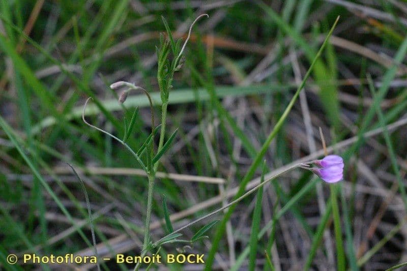 Vesce à petites fleurs 14