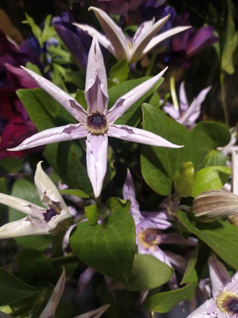 Einfache Clematis 10