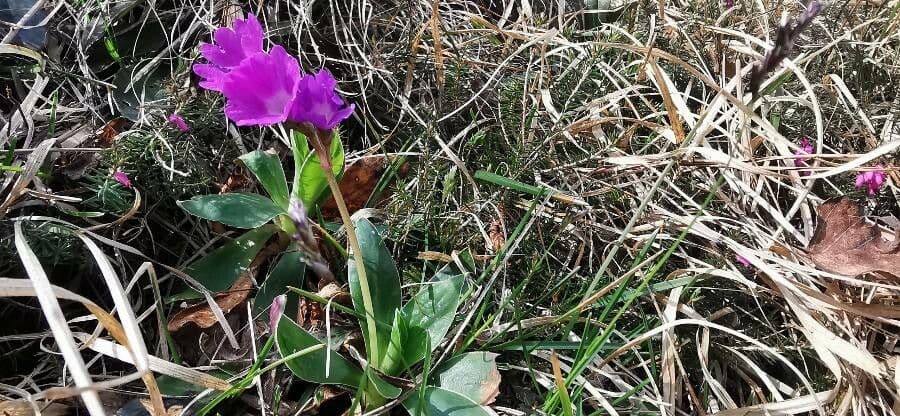 Primula 5