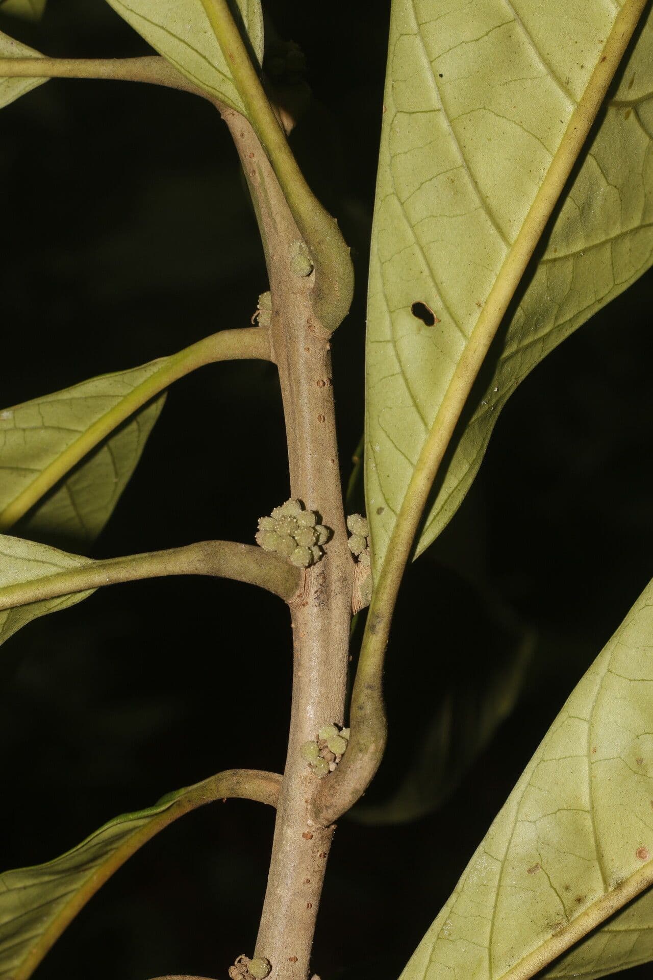 Aegiphila 13