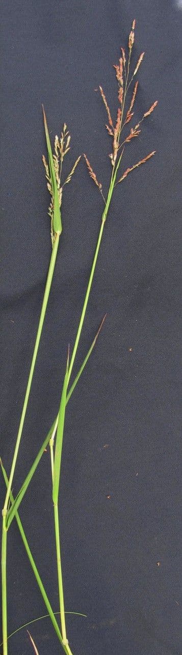 Leersia hexandra 12