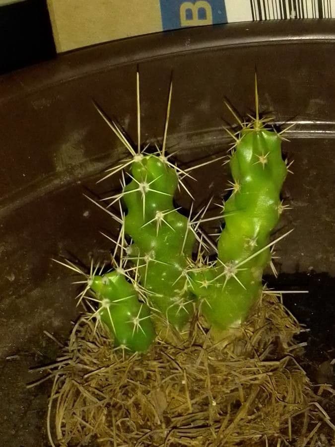 Cactus a cinque lobi 20