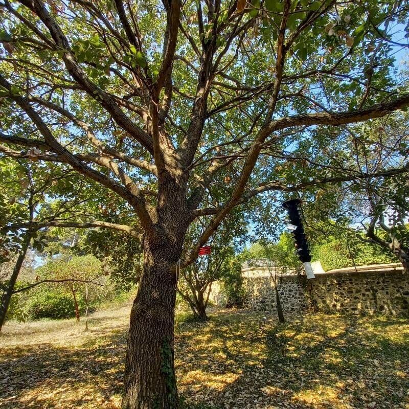 Quercia di Aleppo 6