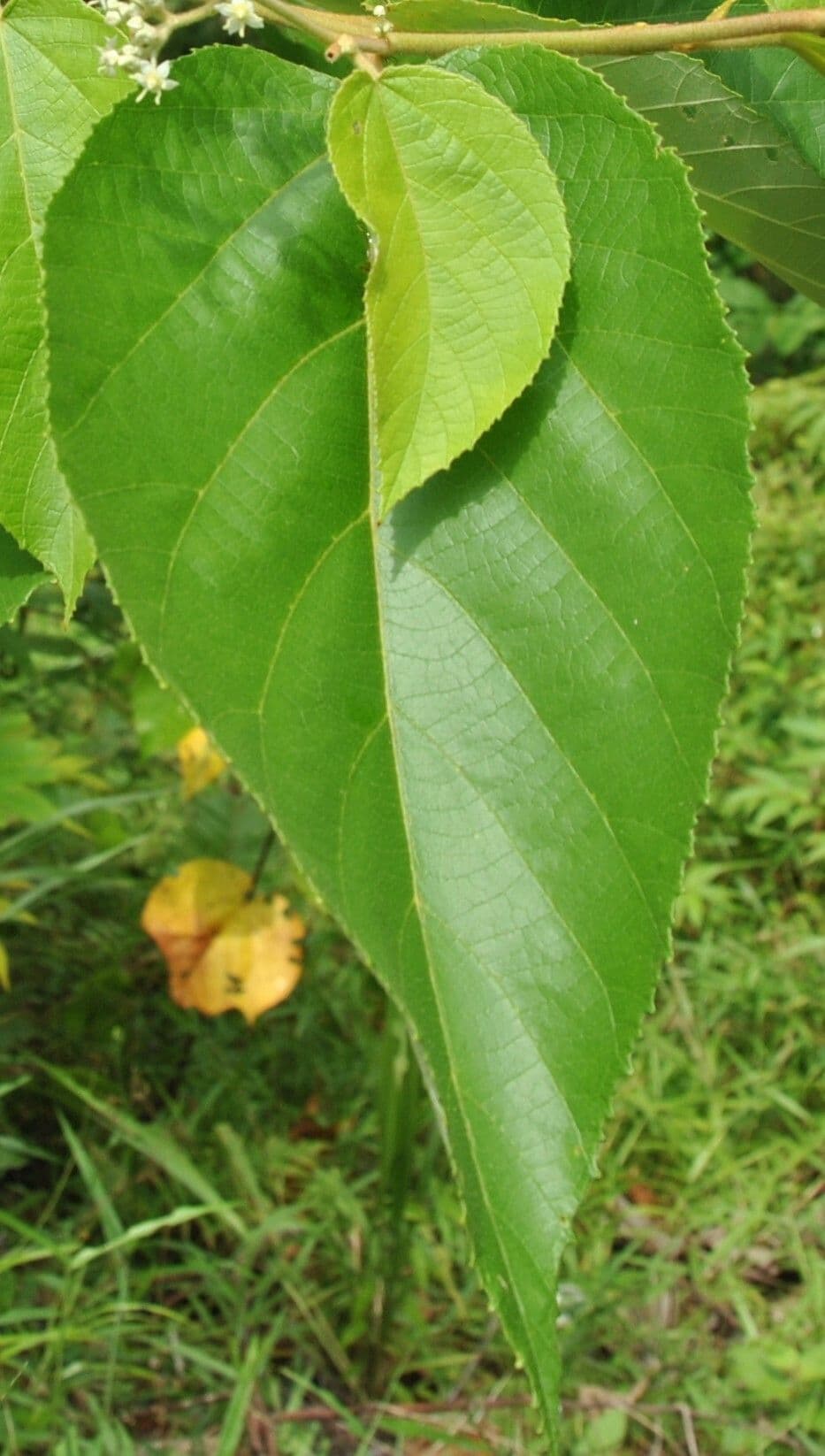 Commersonia bartramia 17