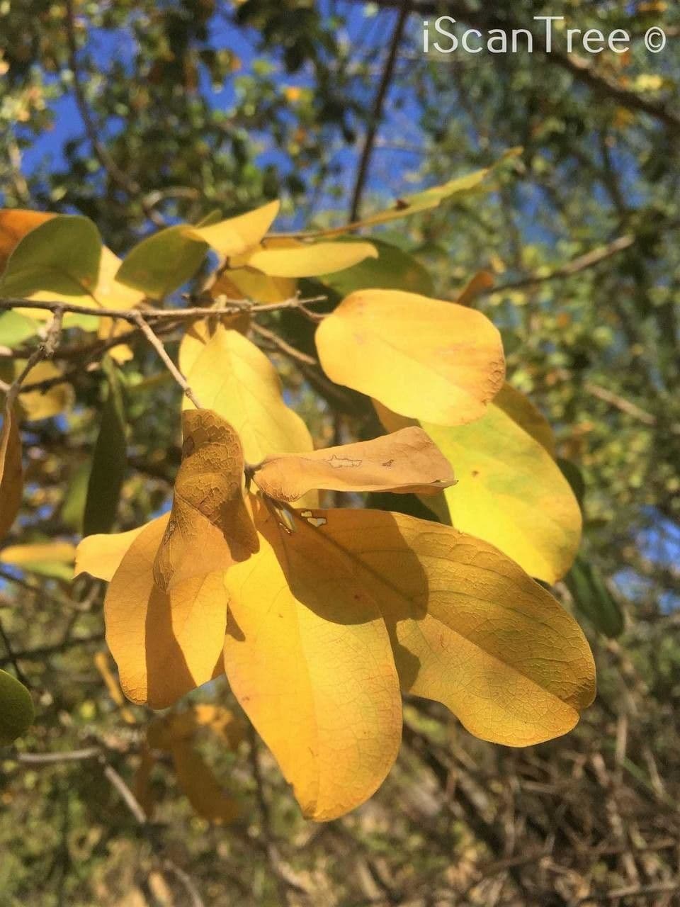Kombretum 2
