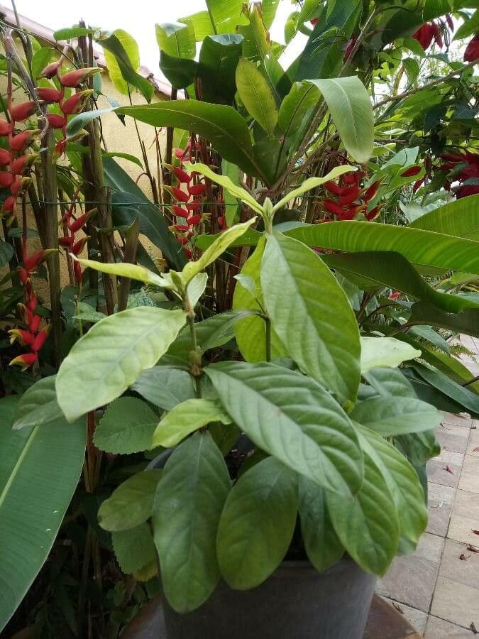 Psychotria 6