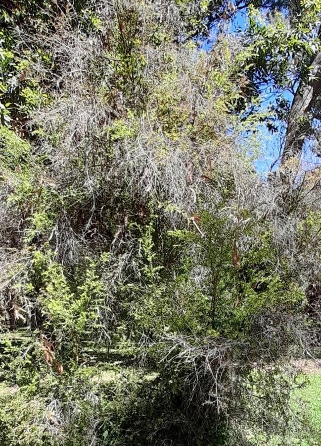 Melaleuca styphelioides 7