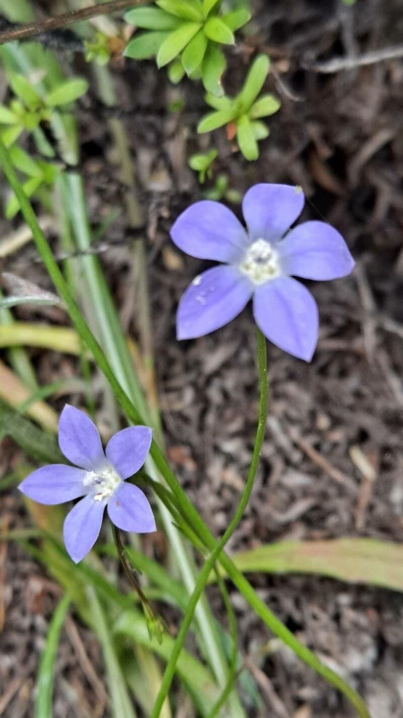 Wahlenbergia 2