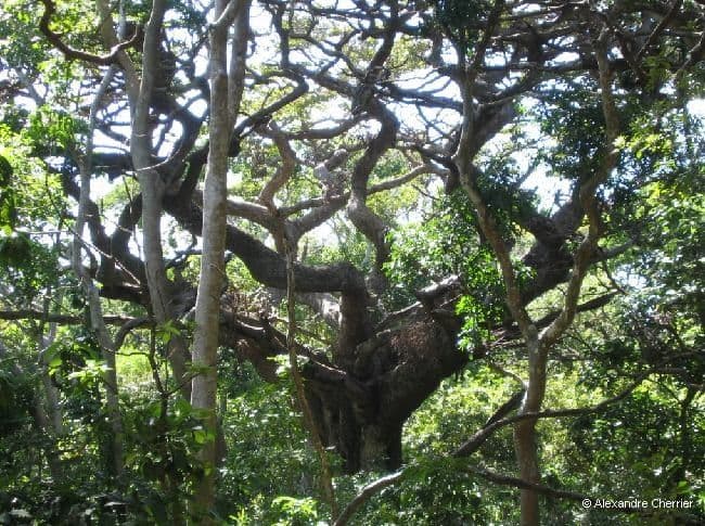 Manilkara 2