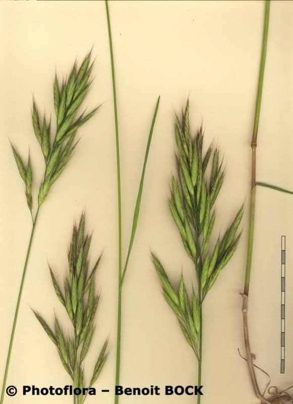 Brome lancéolé 24