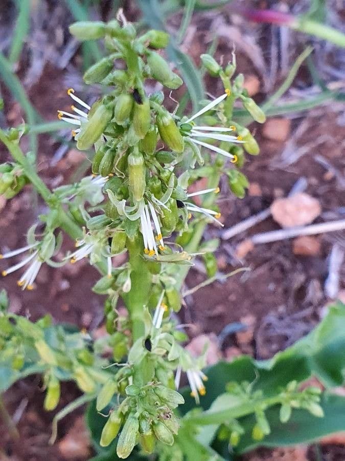 Chlorophytum gallabatense 6