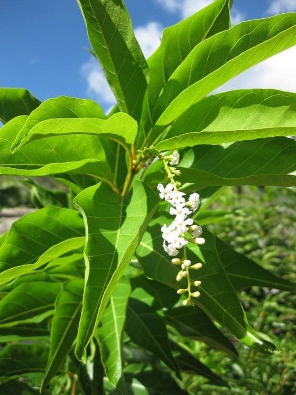 Citharexylum 6