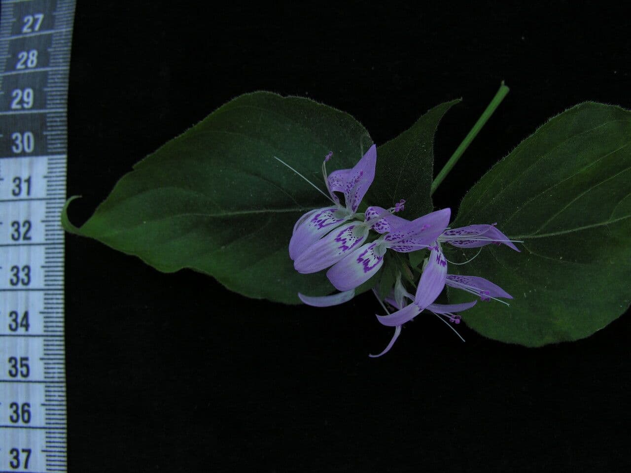 Dicliptera 5